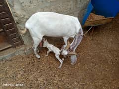 Patari Goat with kid For sale