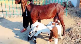 Bacchon ka Sath Desi Bakri For Sale CALL03405872832)