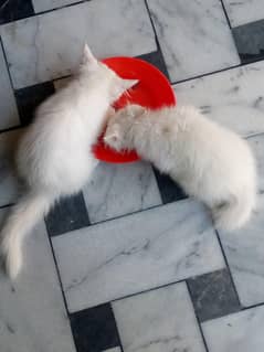 Persian cat pair