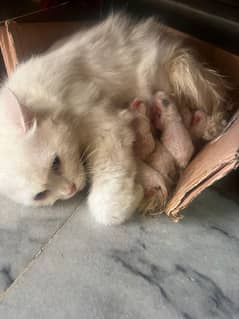 cats