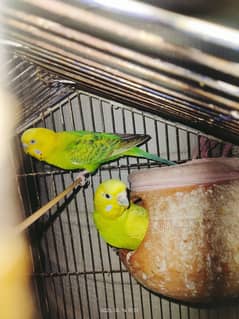 budgies VERIFIED BREEDERS