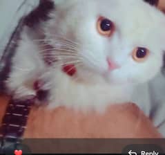 I want to sale my female Persian cat