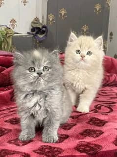 Persian kittens triple coat pair for sale contact whatsap 03241748871