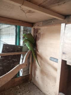 green ringnack breeder pair