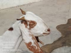 bakri for sale 0.3. 3.7. 2.5. 6.7. 3.8. 4is number pa call kar video k