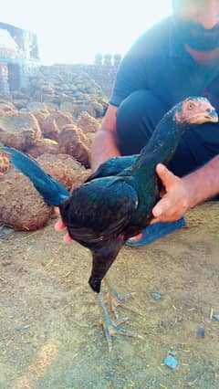 black nok nali supper lucker