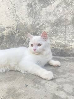 Russian white Cat