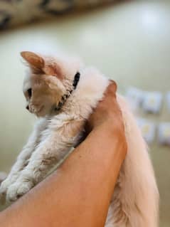 Persian cat baby  3 month