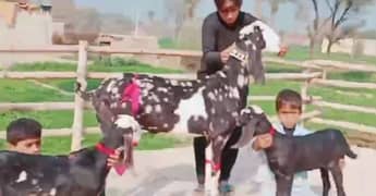 2 Bacchon Ke Sath Desi Bakri For Sale CALL _03405873832)