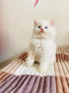 Persian
