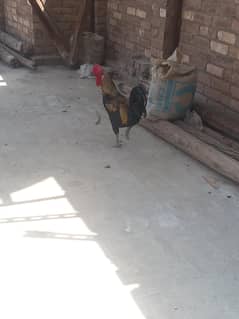 murga