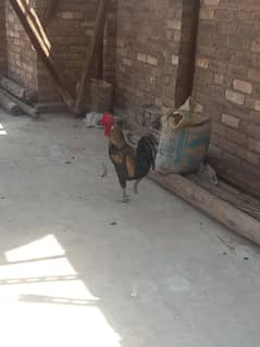 murga