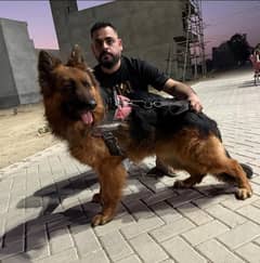 German