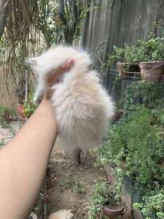 Persian Kitten