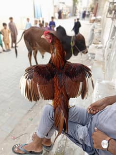 murga