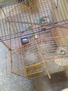 bugies parrot urgent sale