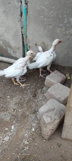 Aseel