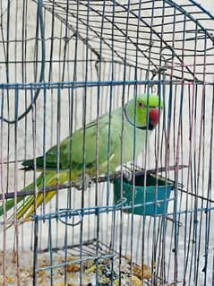 Beautiful talking parrot for sell