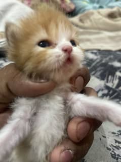 Kittens