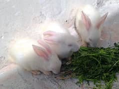 Red eyes rabbits for sale