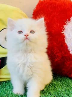 Persian cat My WhatsApp 03038430702