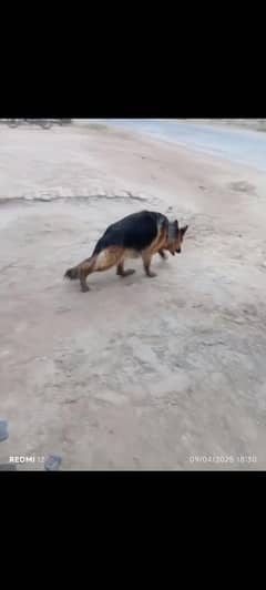 German shepherd
