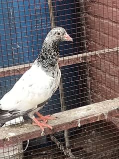 baby pigeon for sale only 1000 pr
