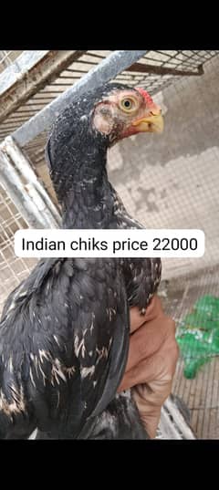 indian