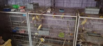 lovebirds breeders and adults