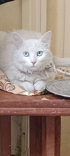 بہت خوب صورت اور صاف ستھری کیٹ ہے۔