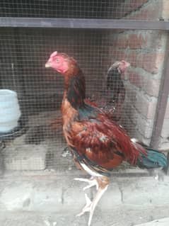Aseel