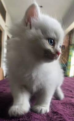 Persisn blue eyed kitten