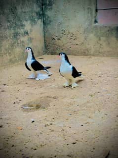 Sherazi jambo size breeder pair  03304875171