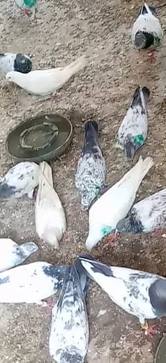 healthy and active high fly. pori clony for sall . 300 pr piece.