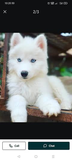 Serbian husky puppies for sale