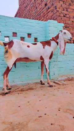 39 hight Nagri amertsari goat