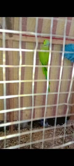 pair of adult parrot