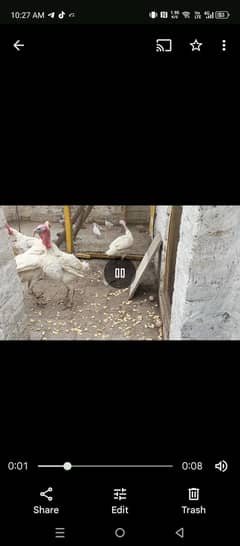 turkey birds