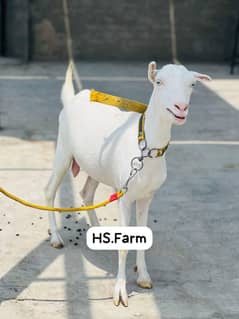 Gulabi Abluck tedy female 4 dant for sale full pointed