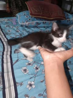 cat for sale read discription
