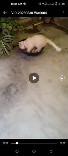 Double coated Male cat for sale  friendly pet cute family pet
