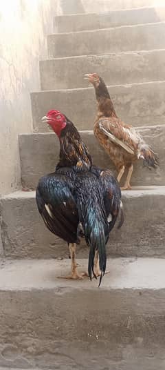 pair mushka murga lakhi murgi Andy Dai rahi hai