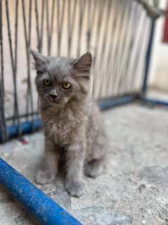 triple coated Persian baby