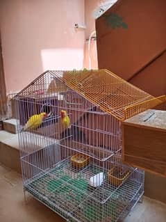love bird ha sab ka joray bany hoy ha