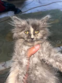 Smoky Persian full trained kitten