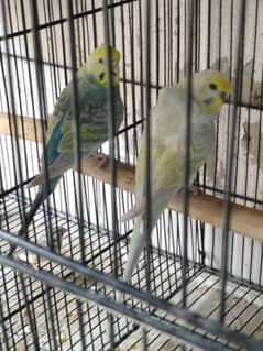 parrot