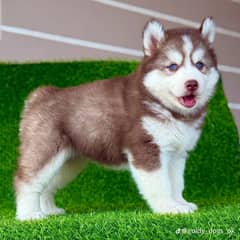 Siberian husky puppies 03198435459