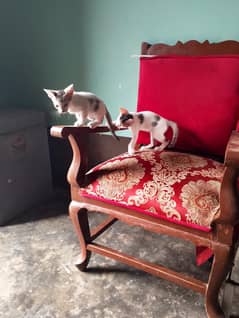 baby kittens free available