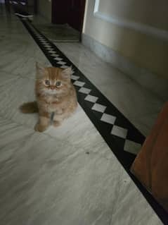persian cat