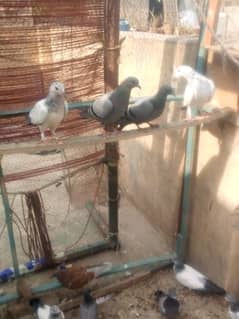 kabutar for sale 14 piece0328 5137084